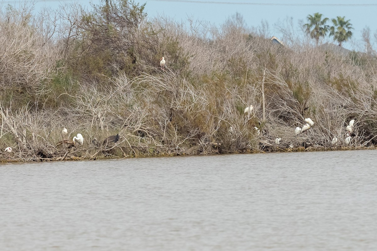 Snowy Egret - ML409782471