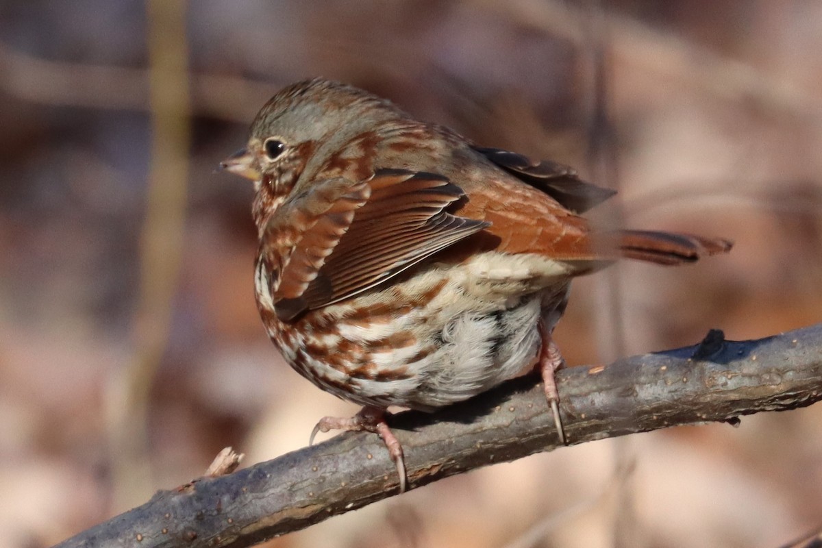 Fox Sparrow (Red) - ML409782511