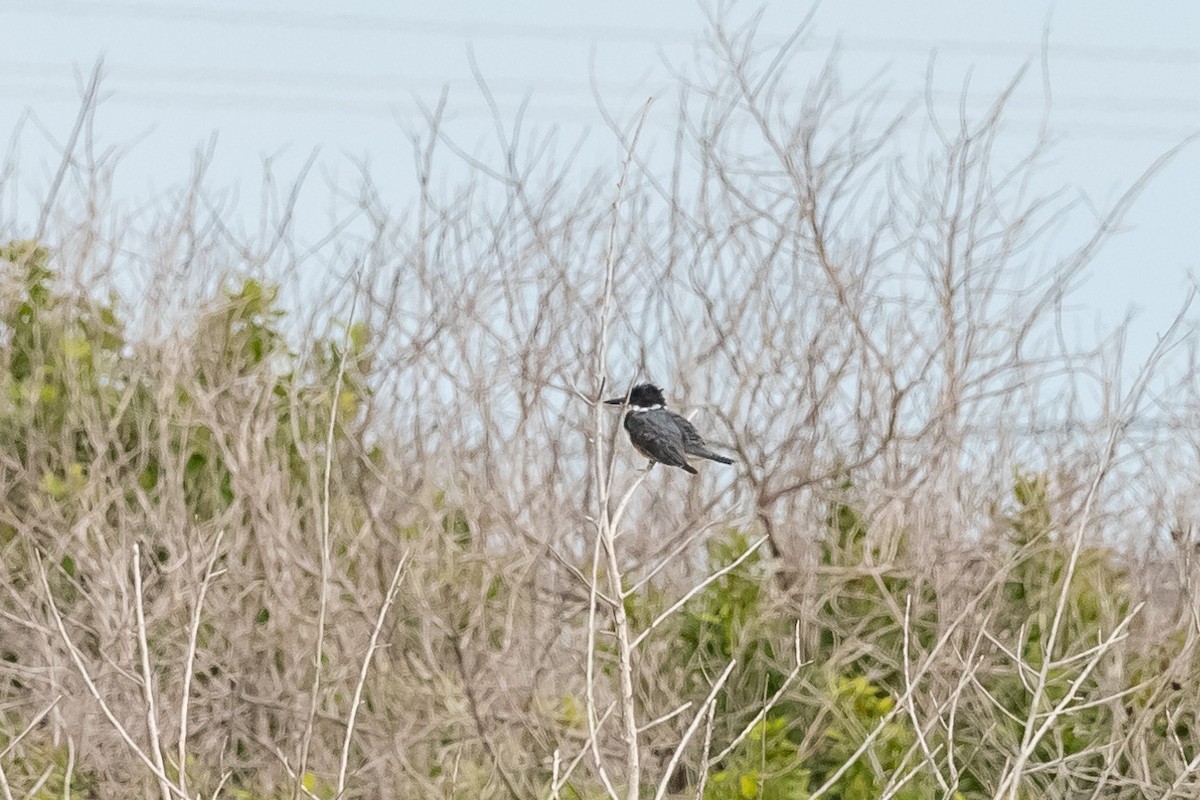 Belted Kingfisher - ML409782521