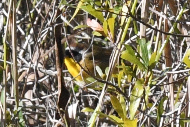 Common Yellowthroat - barbara segal