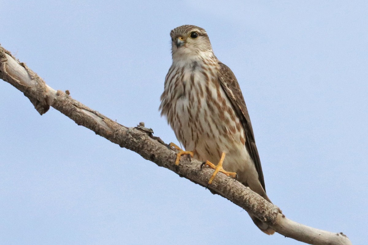 Smeriglio - ML409782881