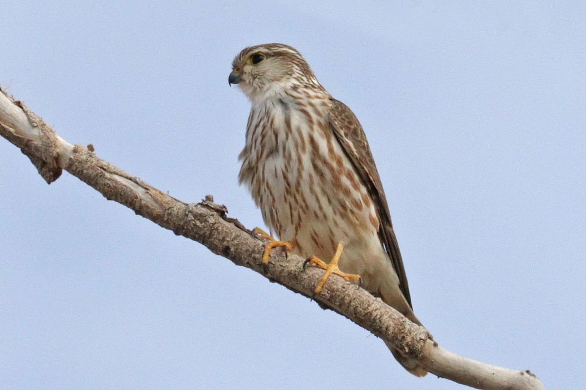 Merlin - ML409782891