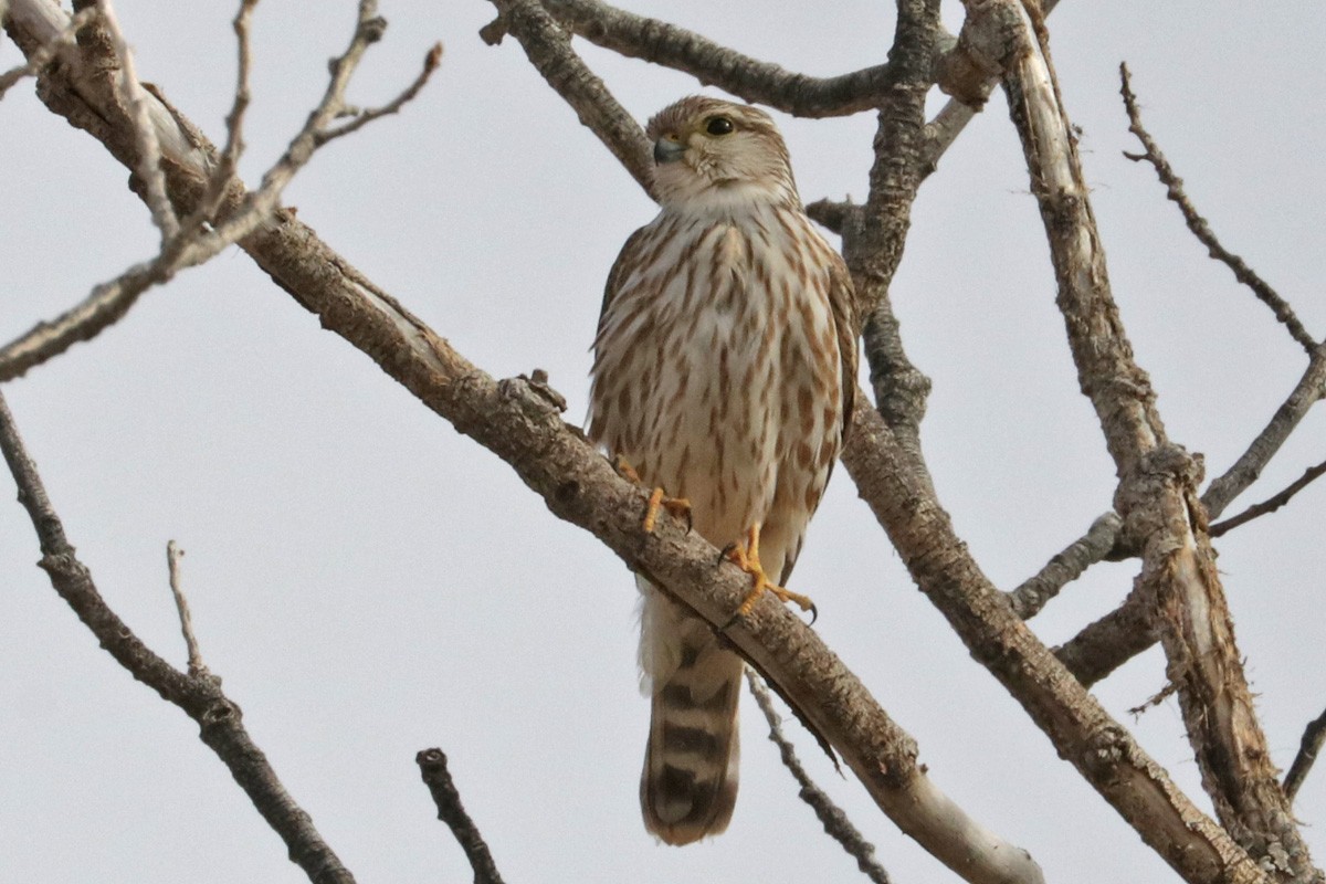 Merlin - ML409782901