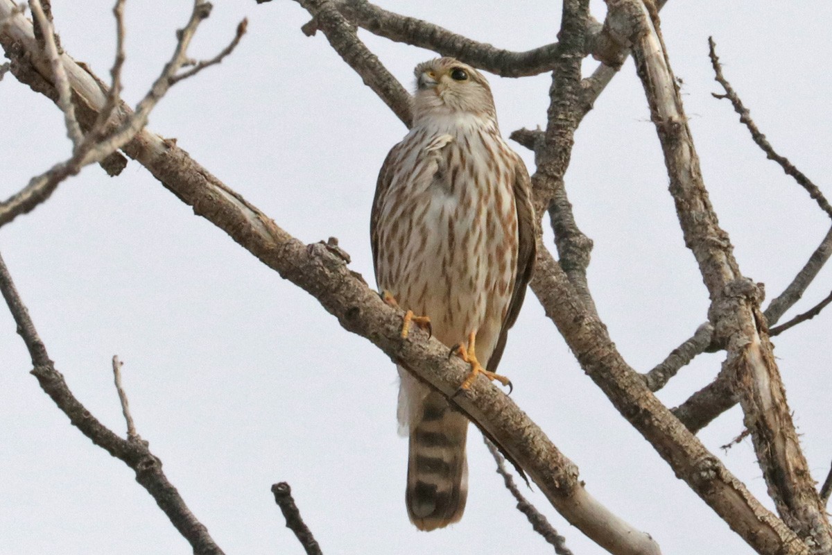 Smeriglio - ML409782911