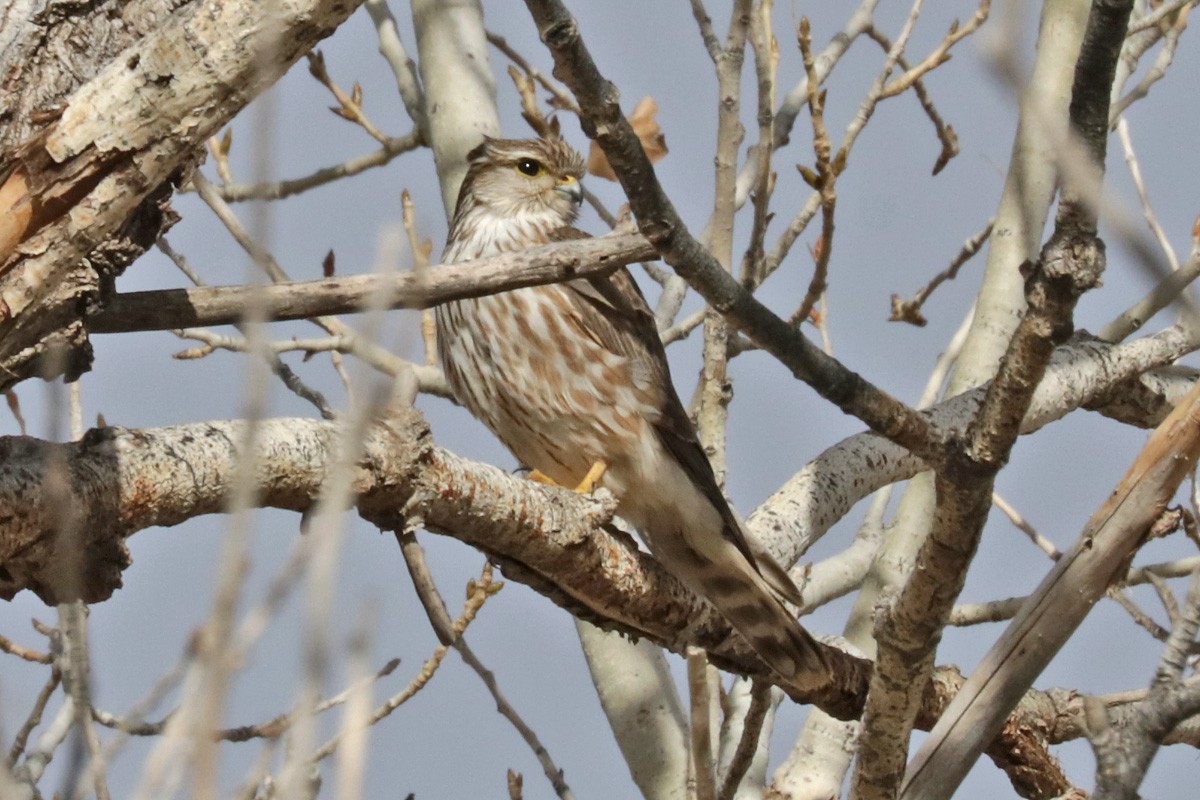 dvergfalk - ML409782921