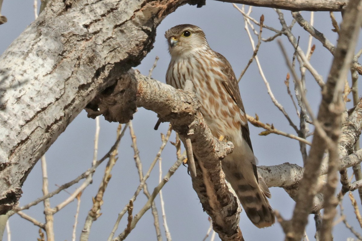 Smeriglio - ML409782931