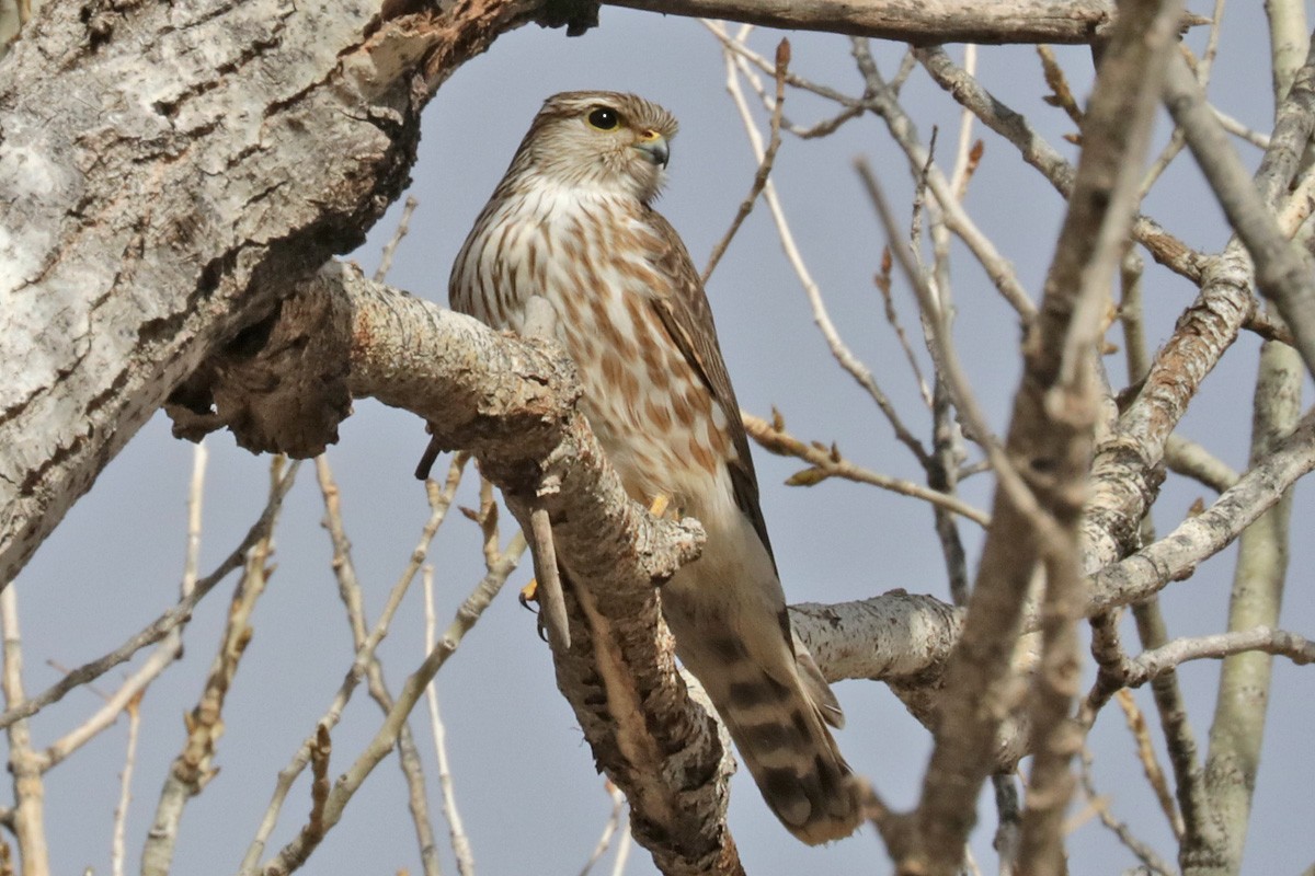 Smeriglio - ML409782951