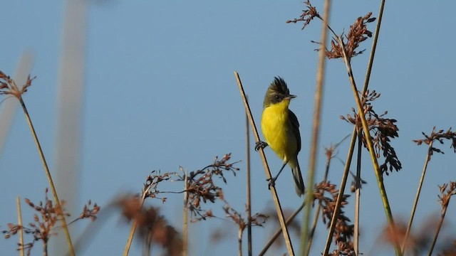 Crested Doradito - ML409783221