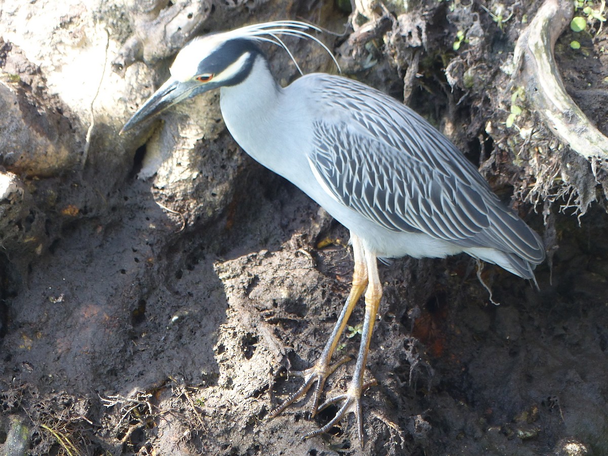 Yellow-crowned Night Heron - ML409783521