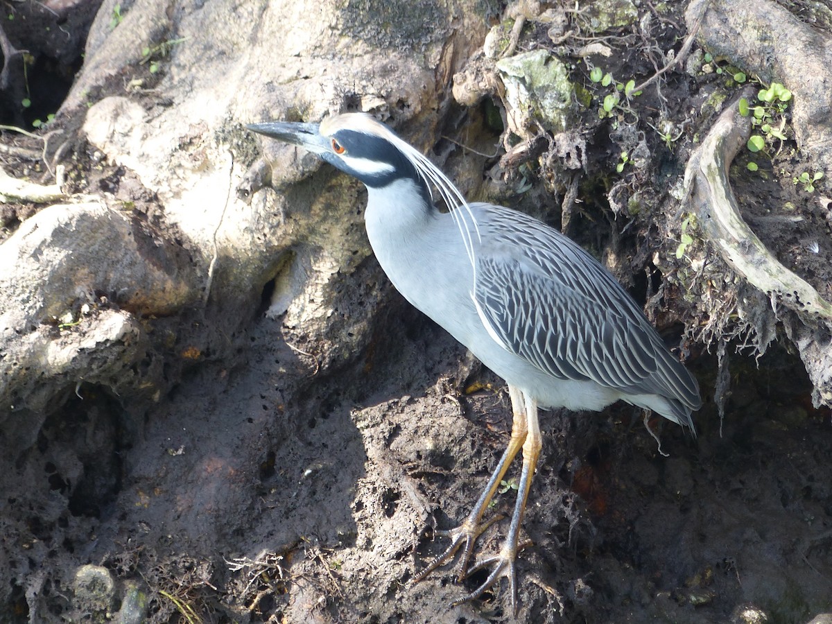 Yellow-crowned Night Heron - ML409783531