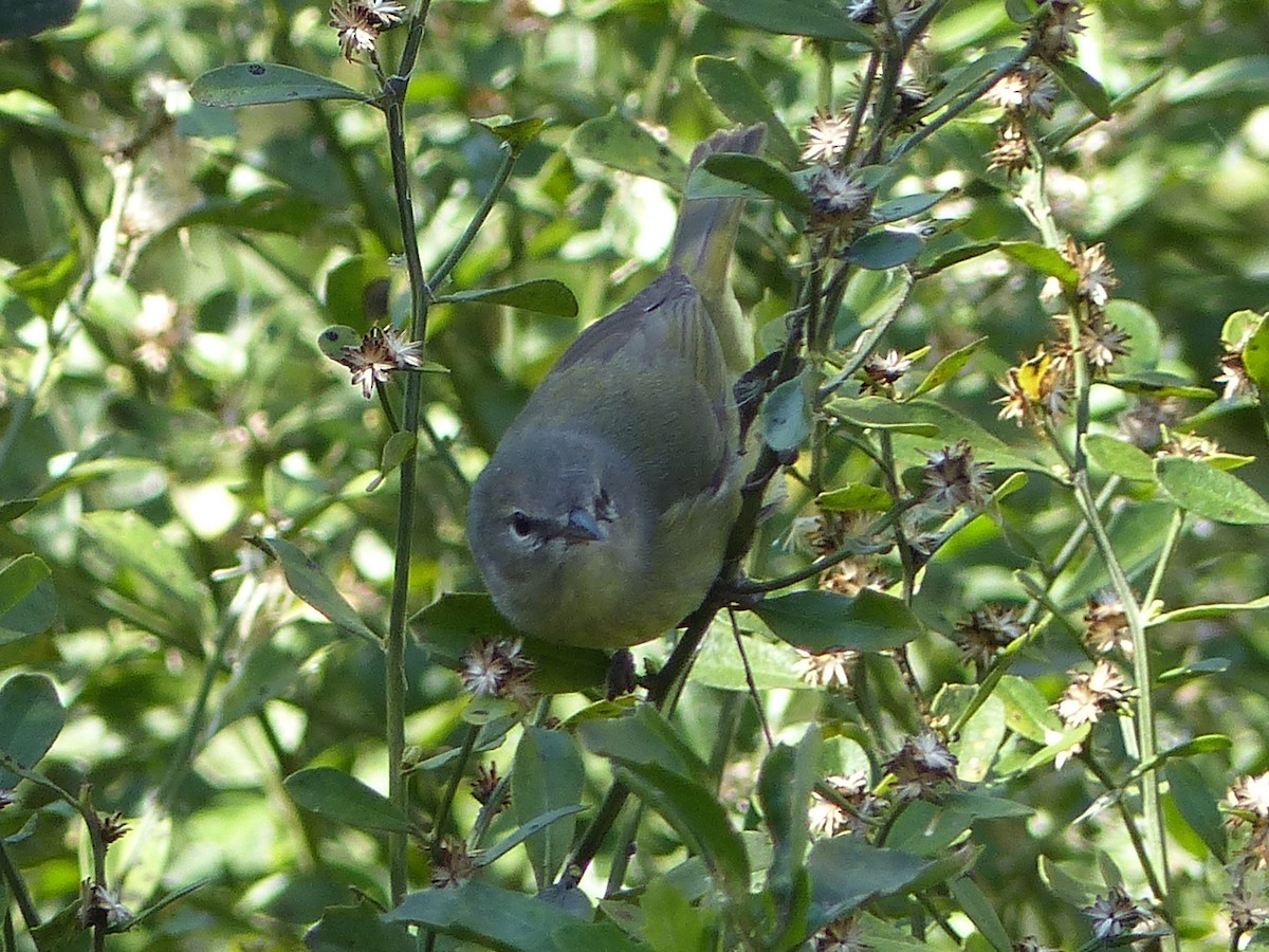 Orange-crowned Warbler - Carolyn Wilcox