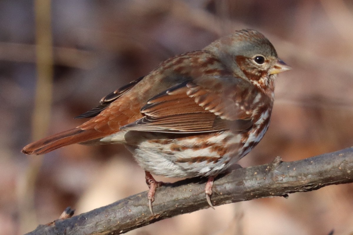 Fox Sparrow (Red) - ML409784341