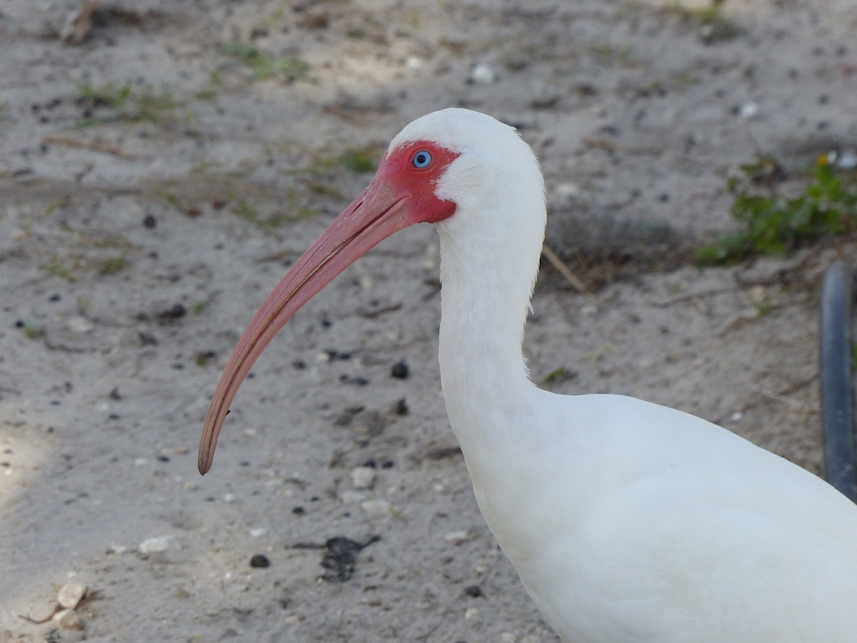 White Ibis - ML409784471