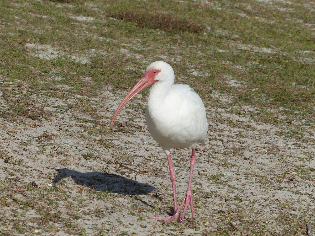 White Ibis - ML409784491