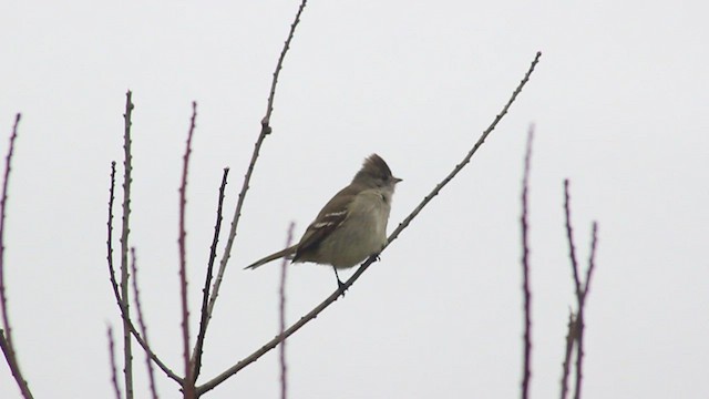 Yellow-bellied Elaenia - ML409785651