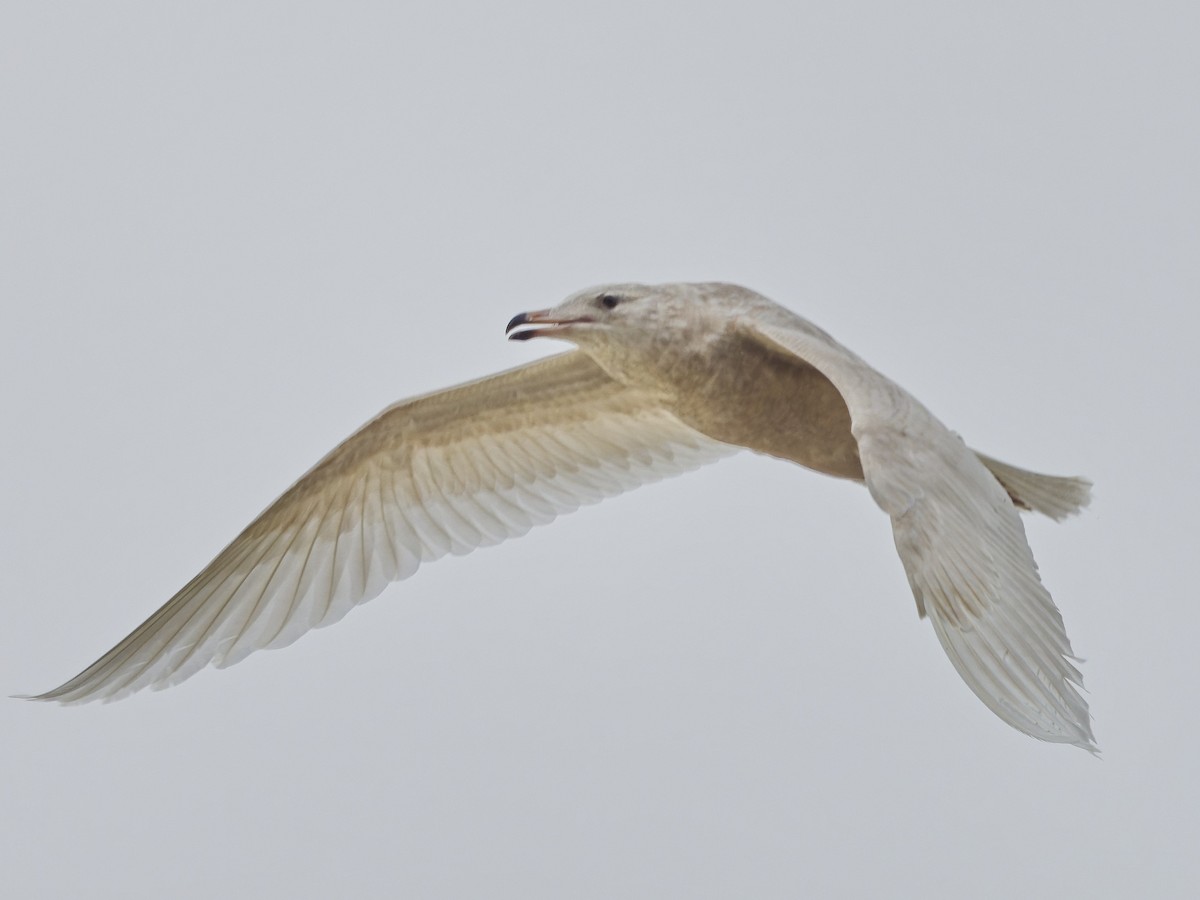 Glaucous Gull - John Riegsecker