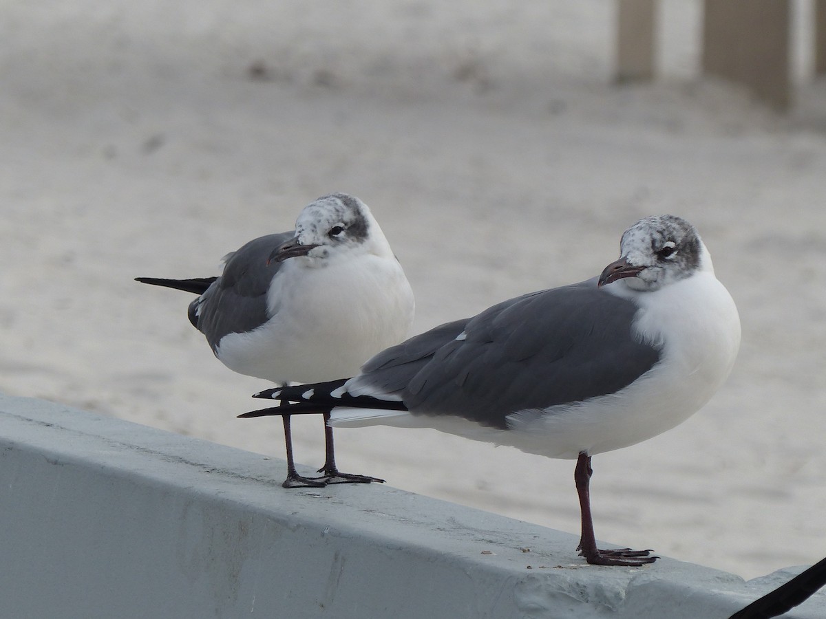 Laughing Gull - Carolyn Wilcox