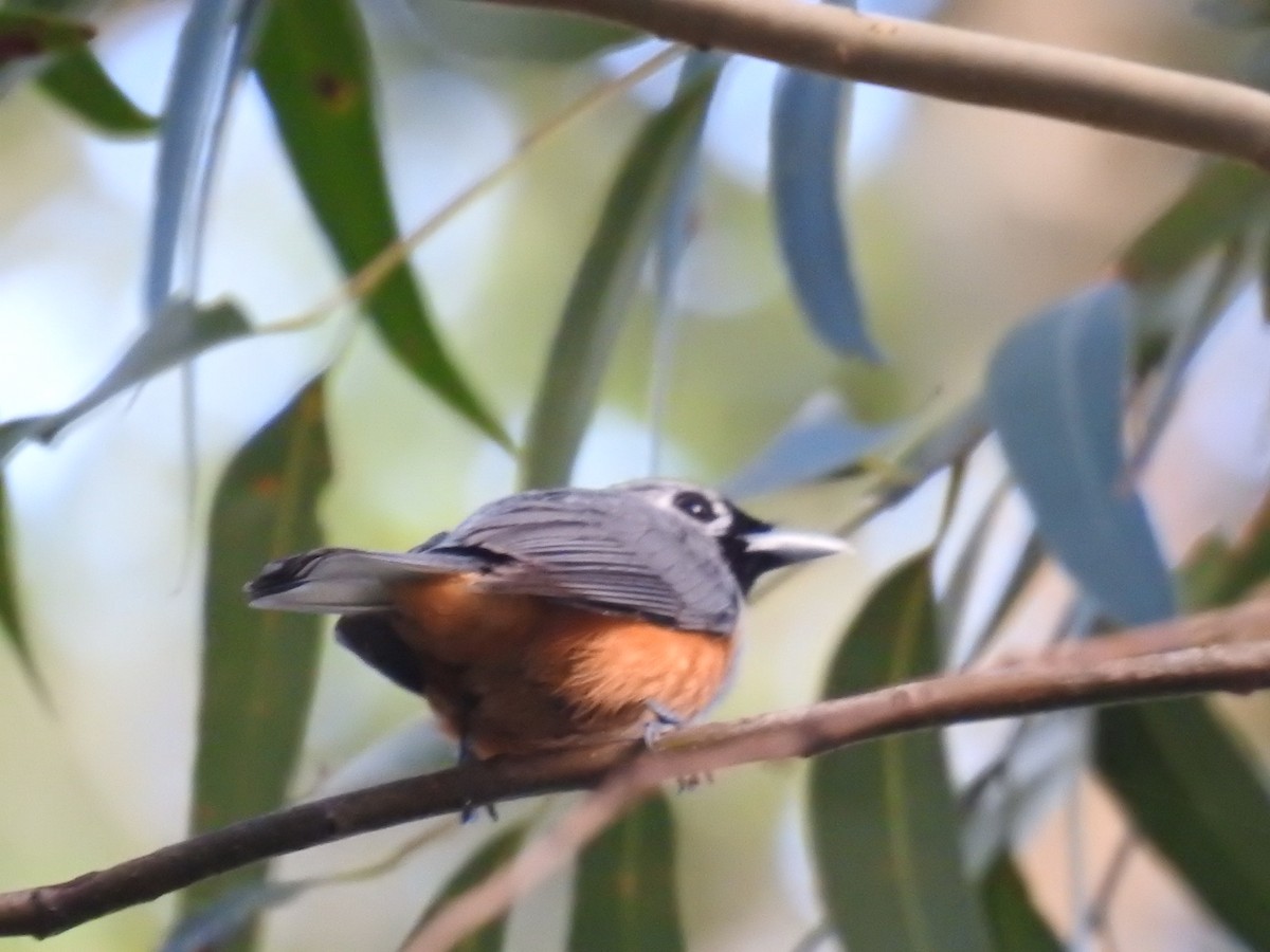 Black-faced Monarch - David Dedenczuk