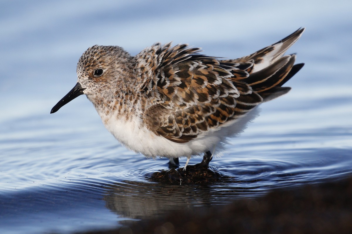 Sanderling - Ted Keyel