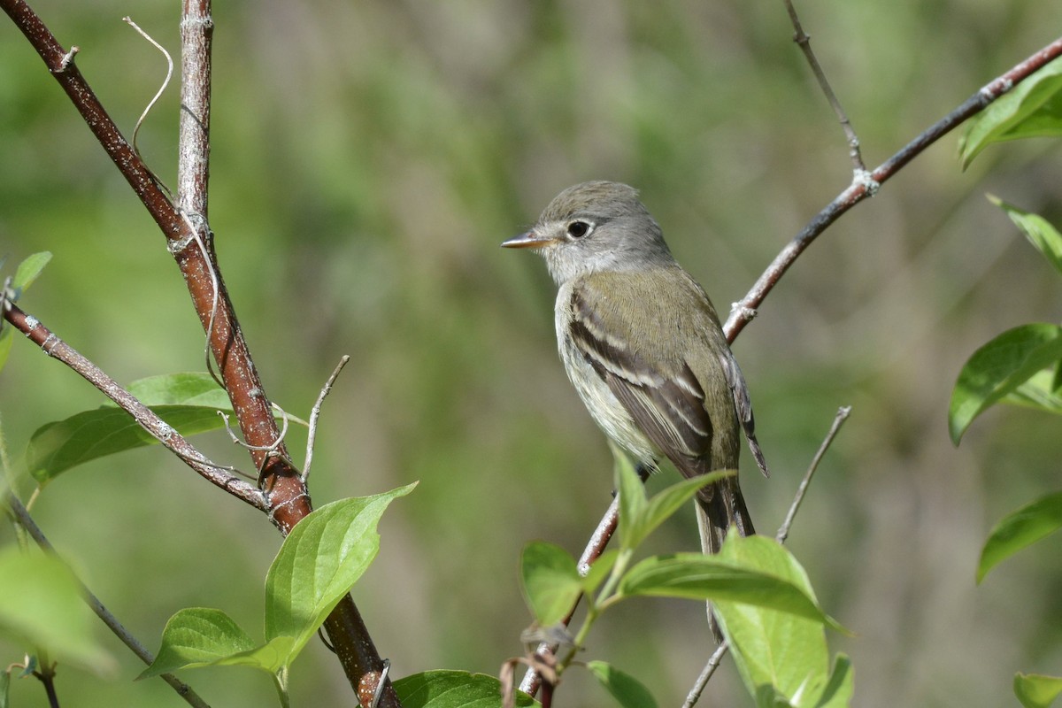 Least Flycatcher - ML409787051