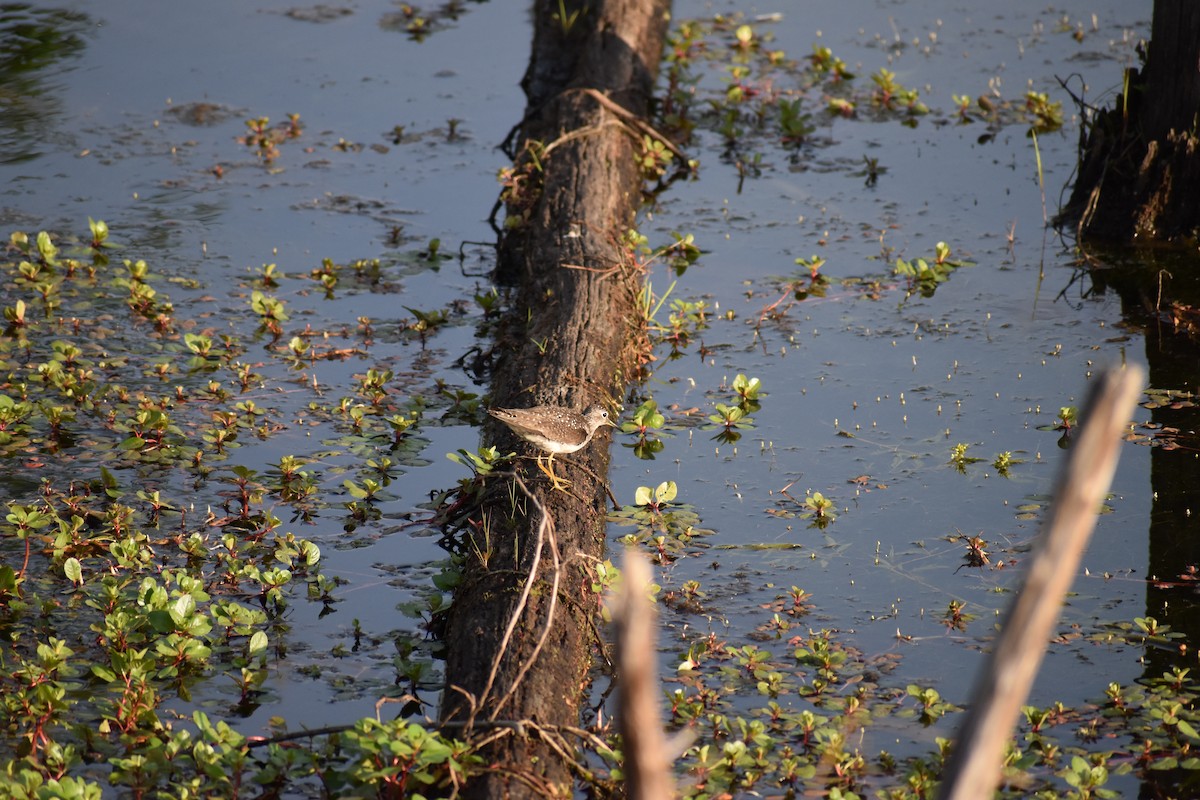 Solitary Sandpiper - ML409787781