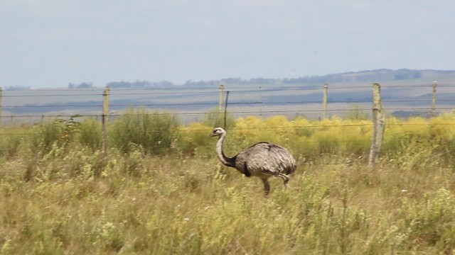 nandu pampový - ML409787811