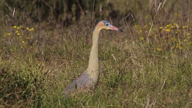 Whistling Heron - ML409788921