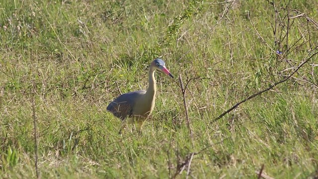 Whistling Heron - ML409788971