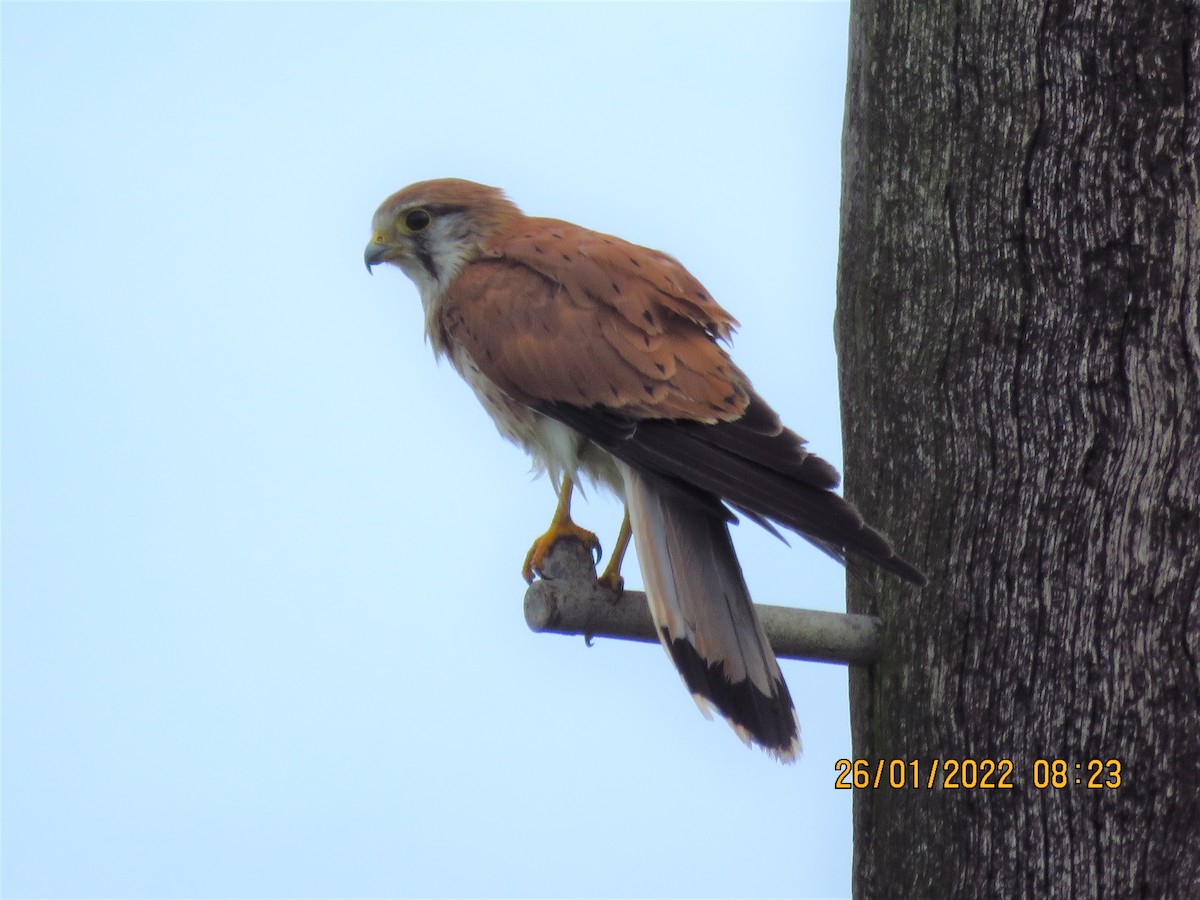 Nankeen Kestrel - ML409789101
