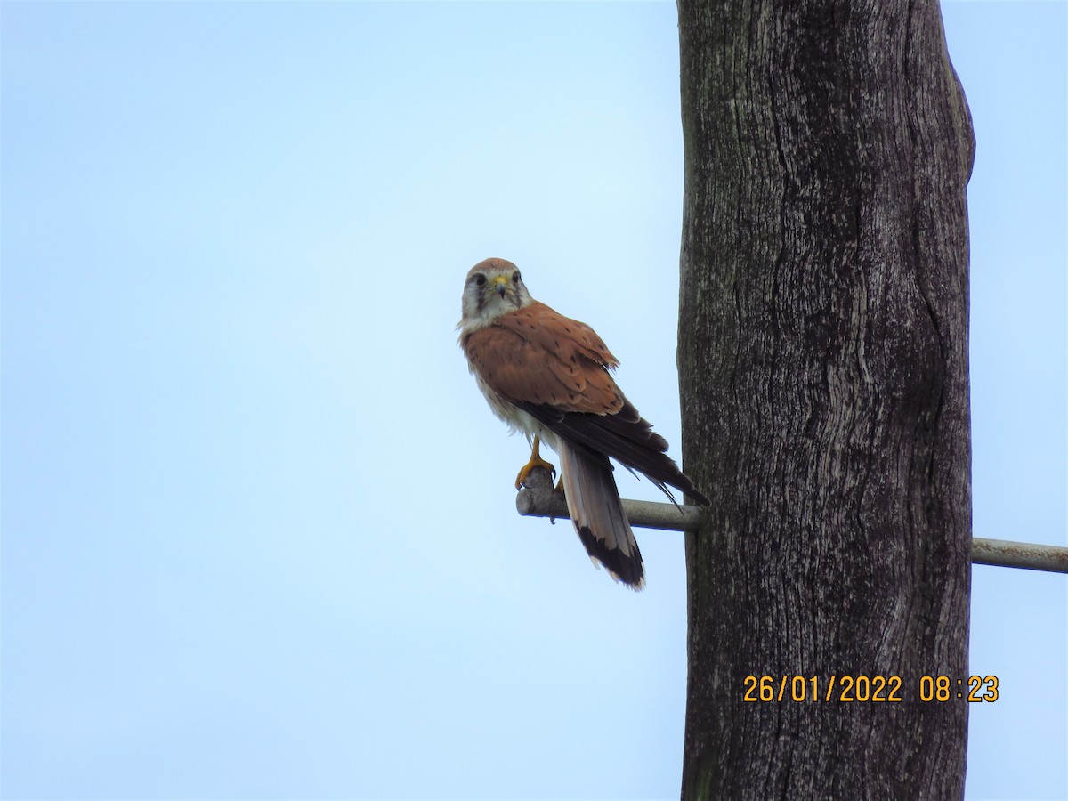 Nankeen Kestrel - ML409789111