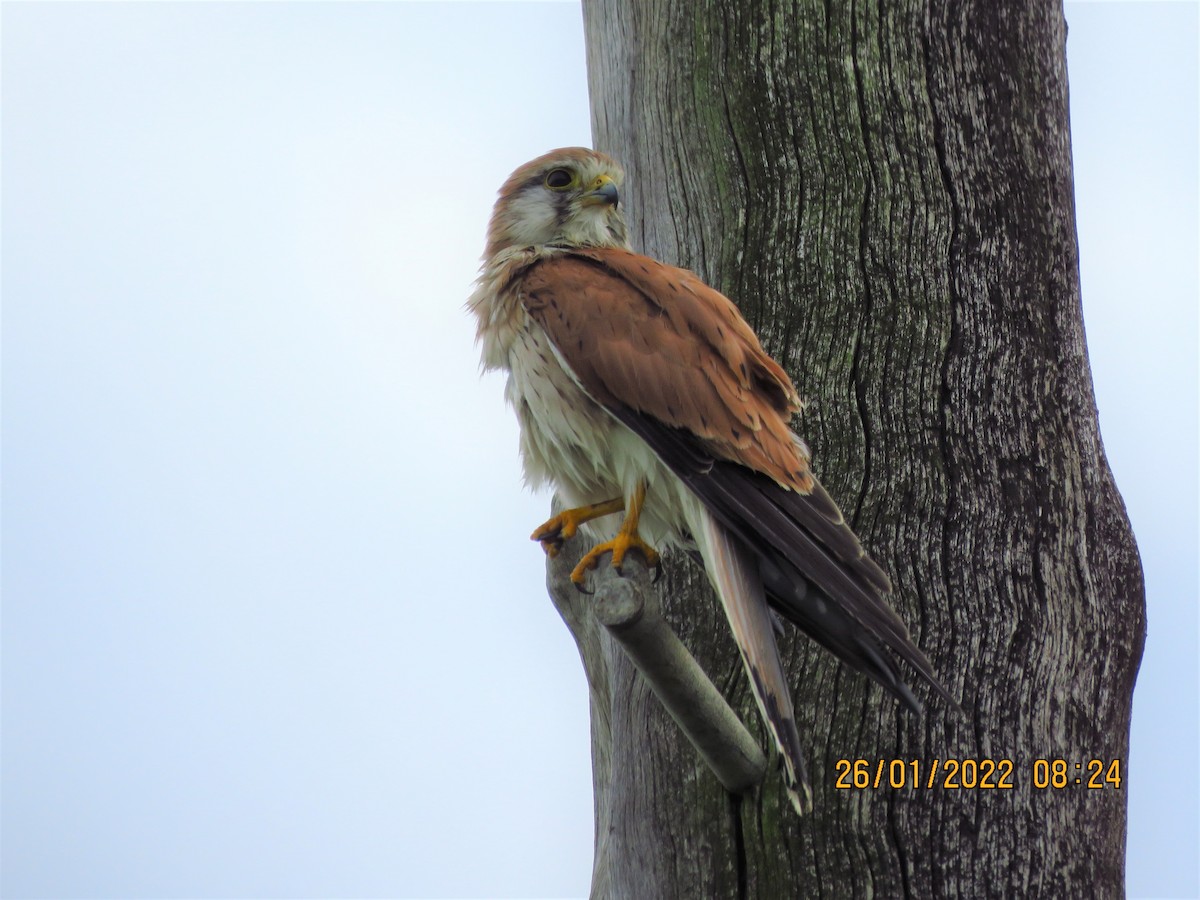 Nankeen Kestrel - ML409789171