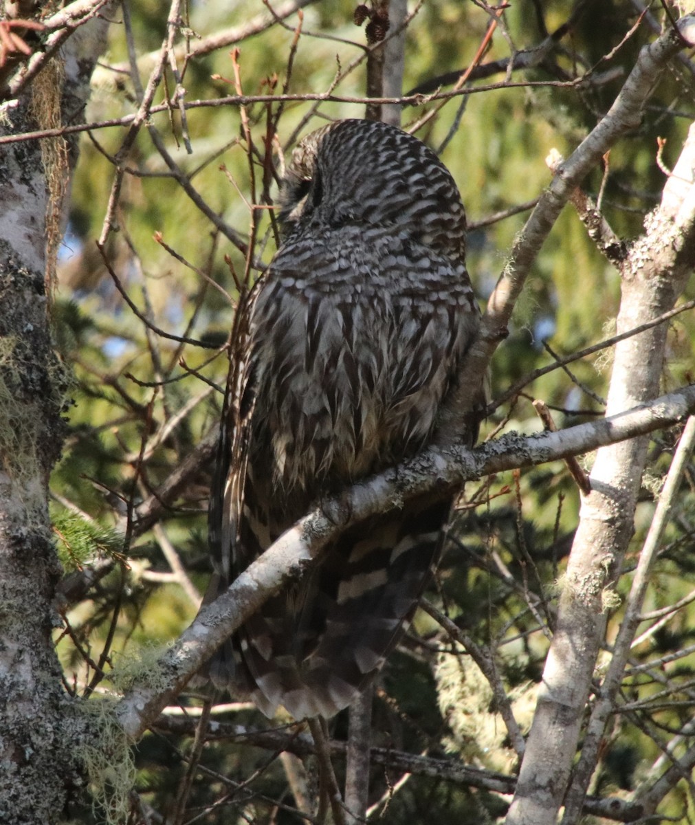 Barred Owl - ML409789421
