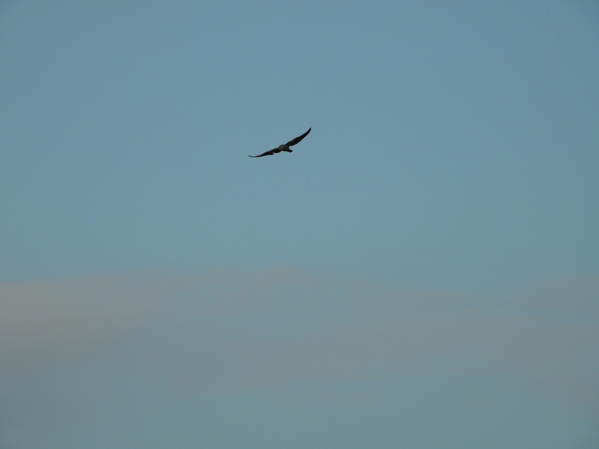 Black-winged Kite - ML409789881