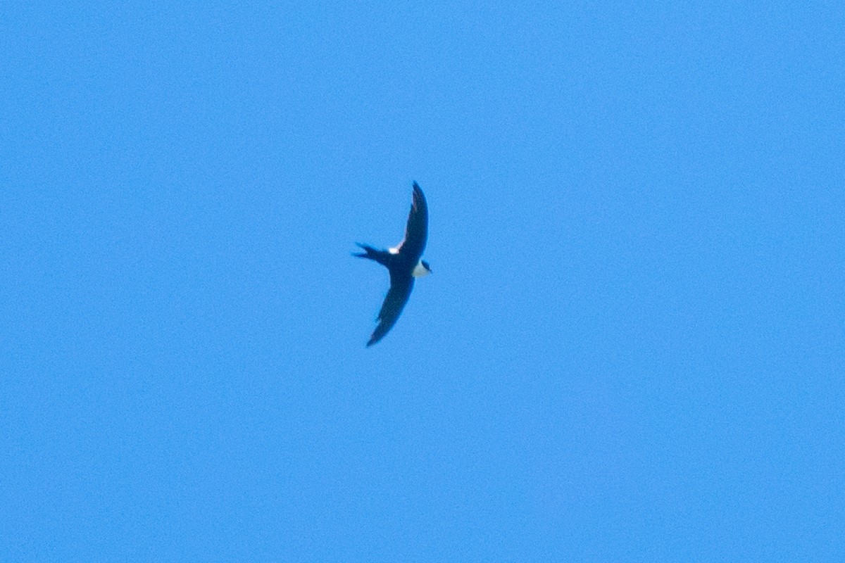 Lesser Swallow-tailed Swift - ML409790461