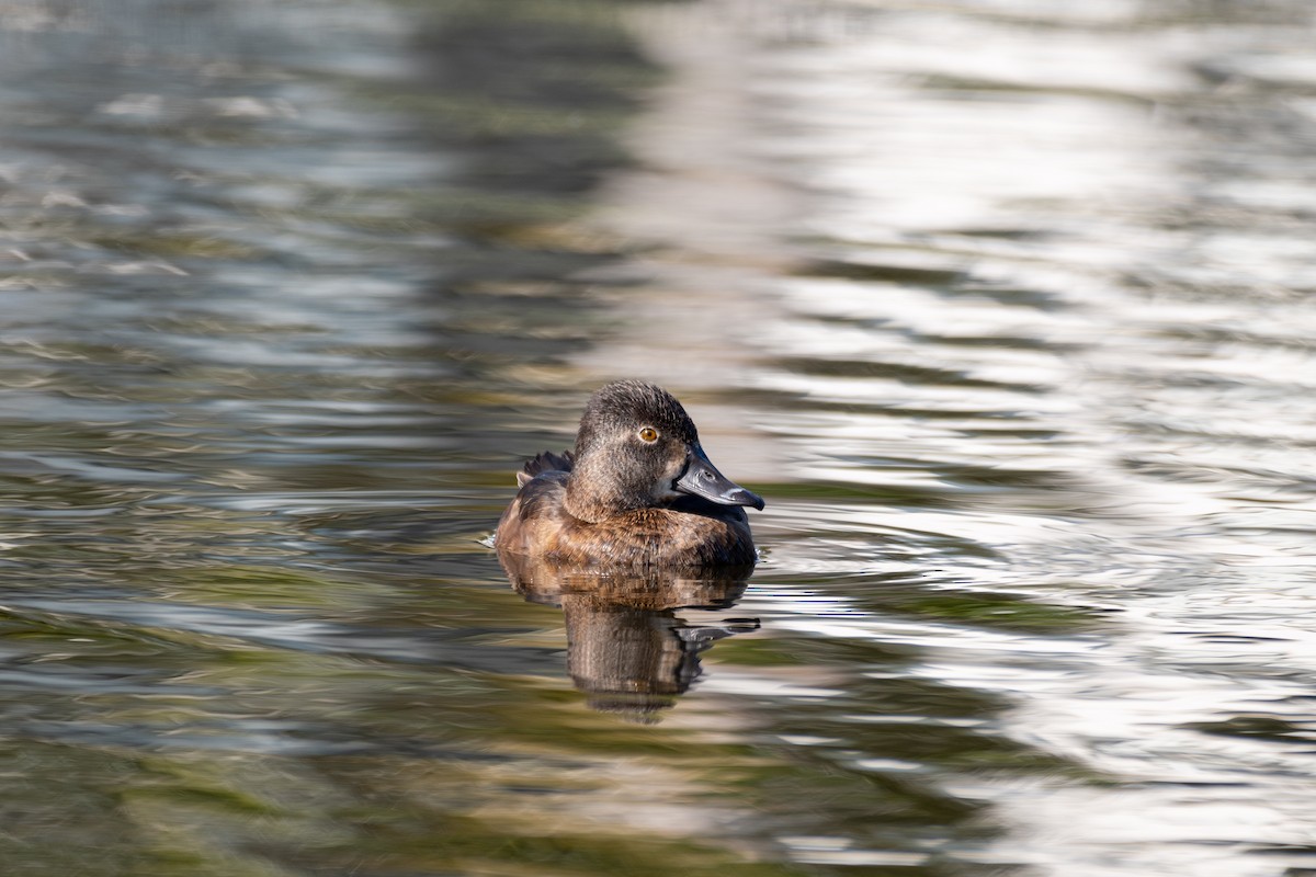 Ring-necked Duck - Kyle Matera