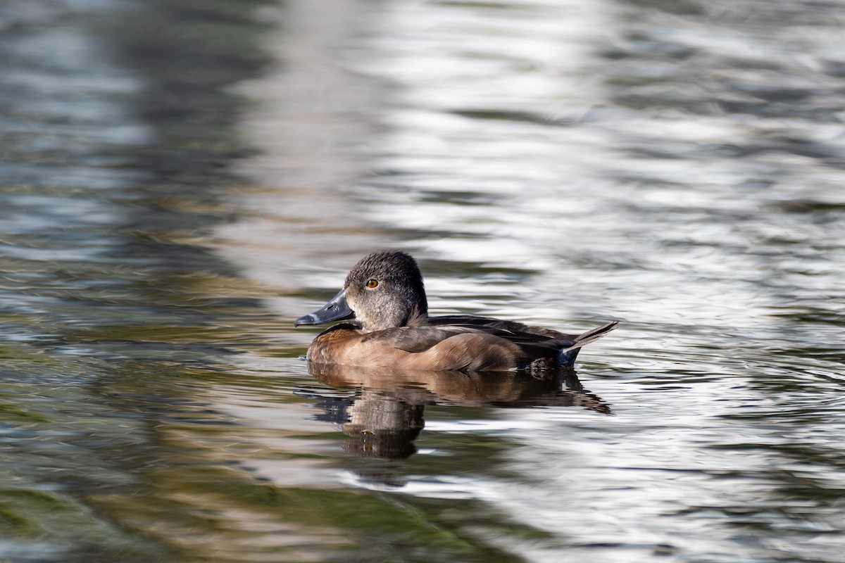 Ring-necked Duck - Kyle Matera