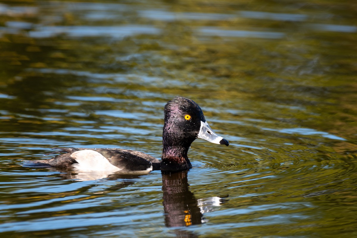 Ring-necked Duck - Kyle Matera