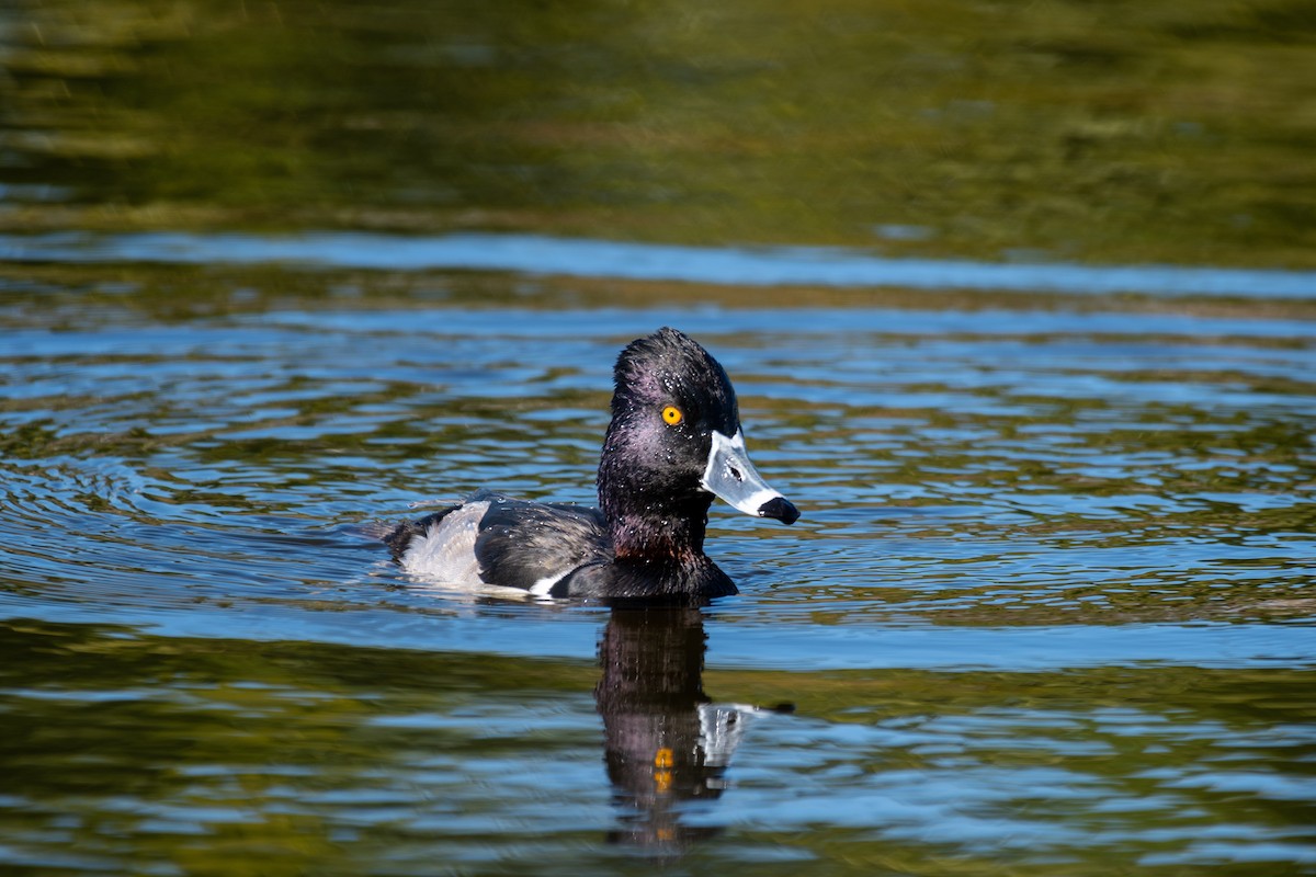 Ring-necked Duck - Kyle Matera