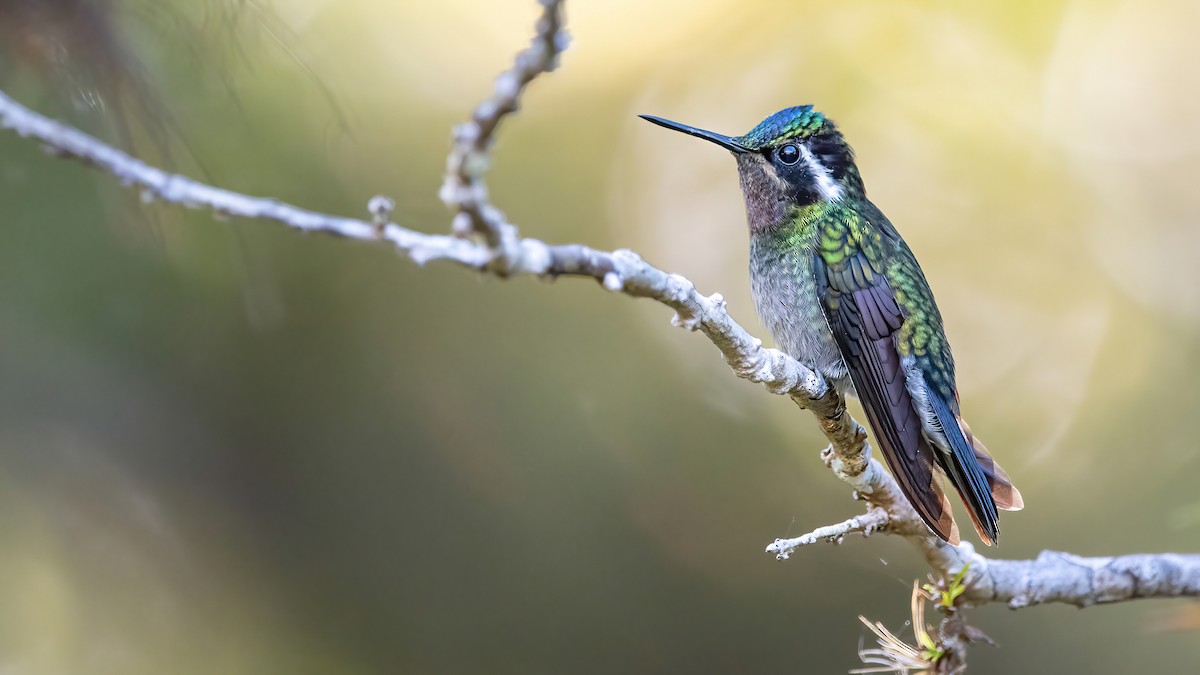 Colibri à gorge pourprée - ML409792431