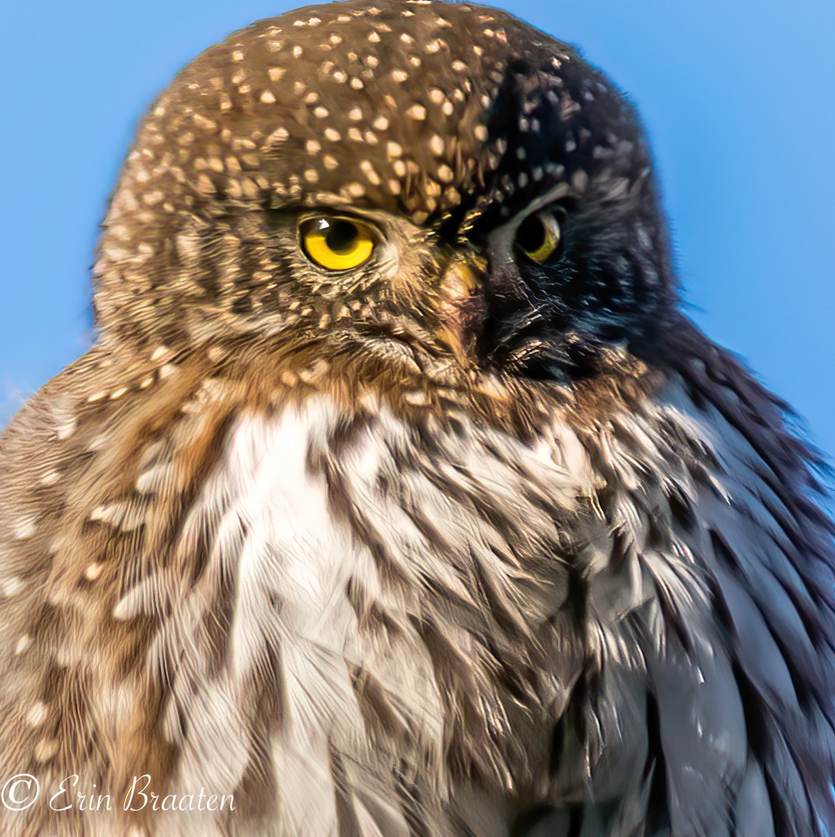 Northern Pygmy-Owl - ML409792541