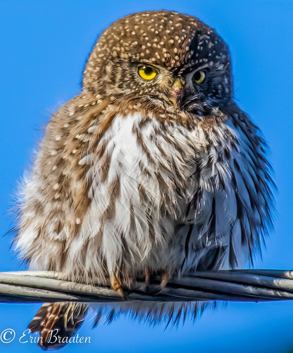 Northern Pygmy-Owl - ML409792781