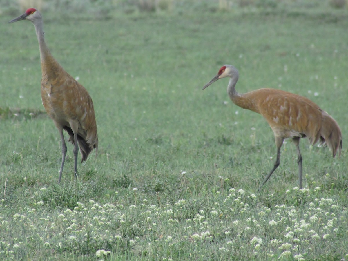 Sandhill Crane - ML40979421