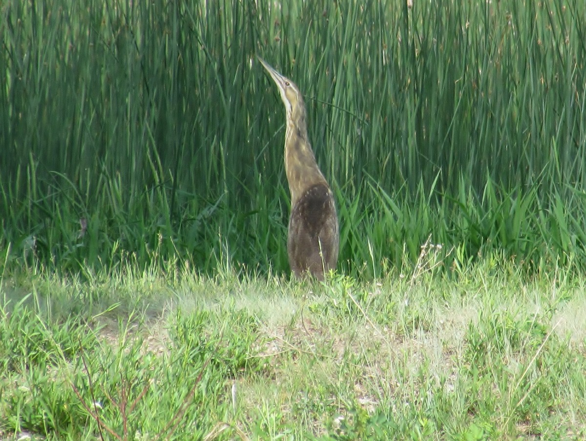 American Bittern - Joe Baldwin