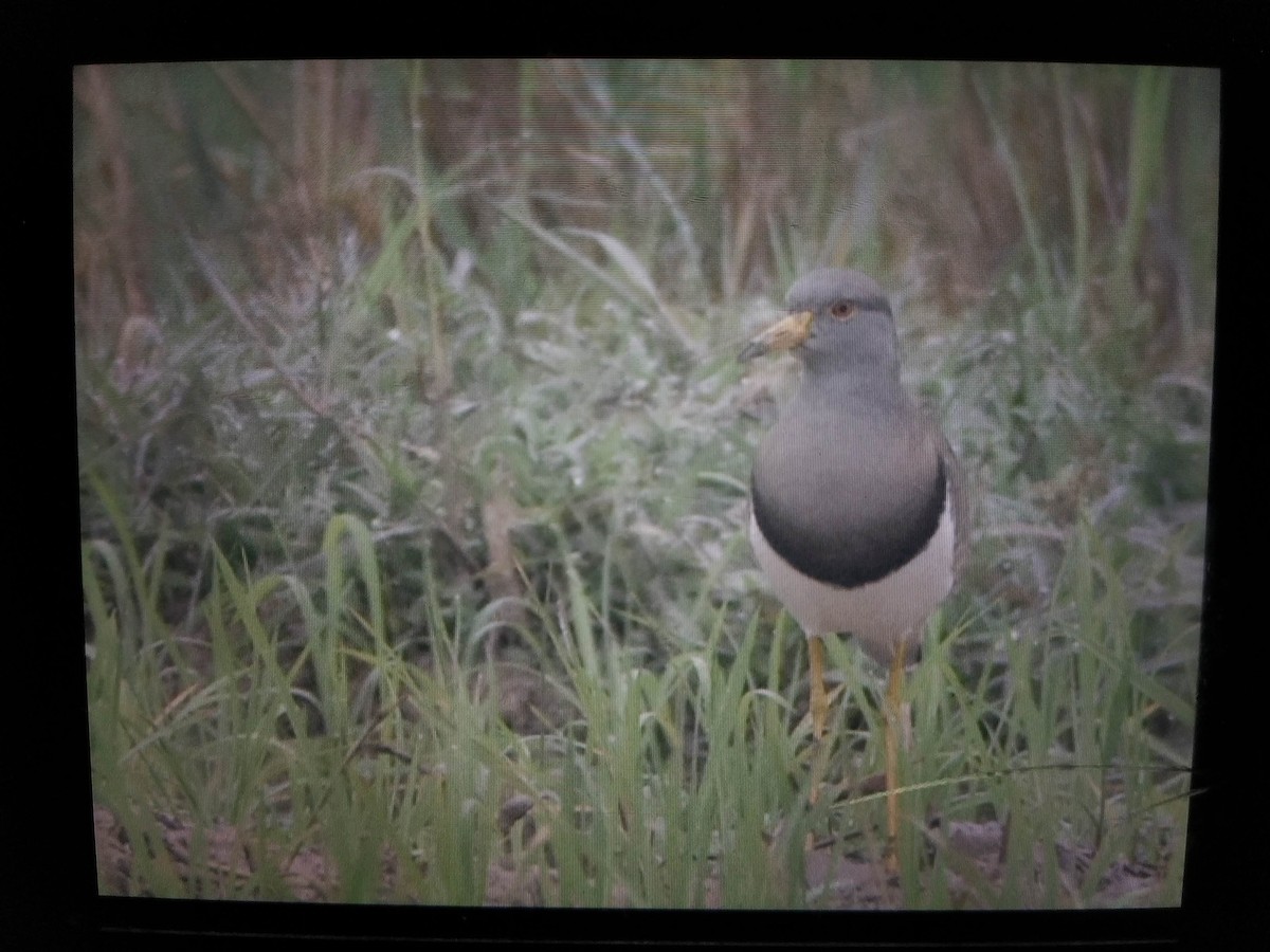 Gray-headed Lapwing - ML409794551