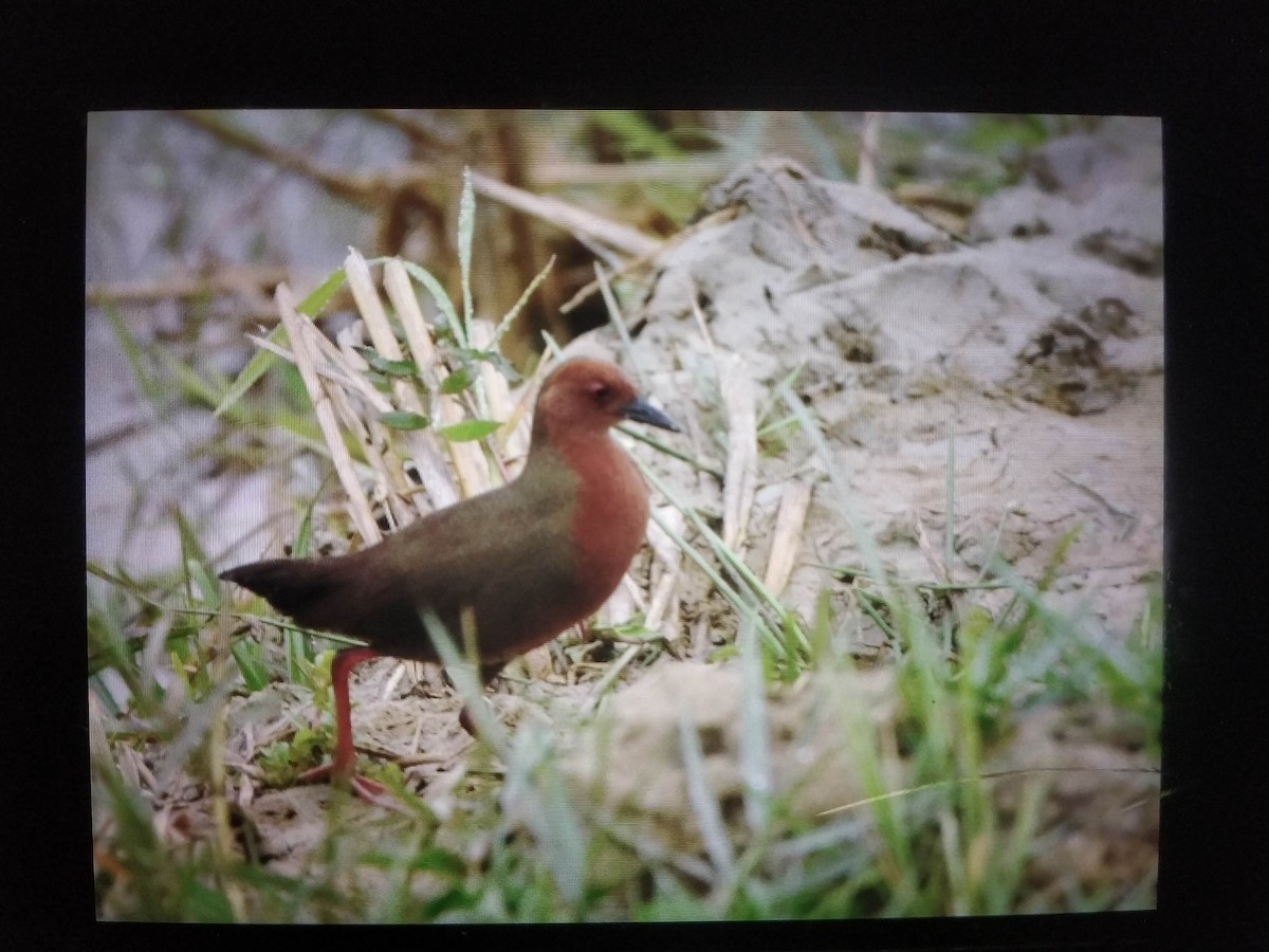 Ruddy-breasted Crake - ML409794621