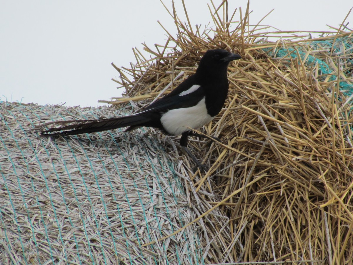 Black-billed Magpie - Joe Baldwin