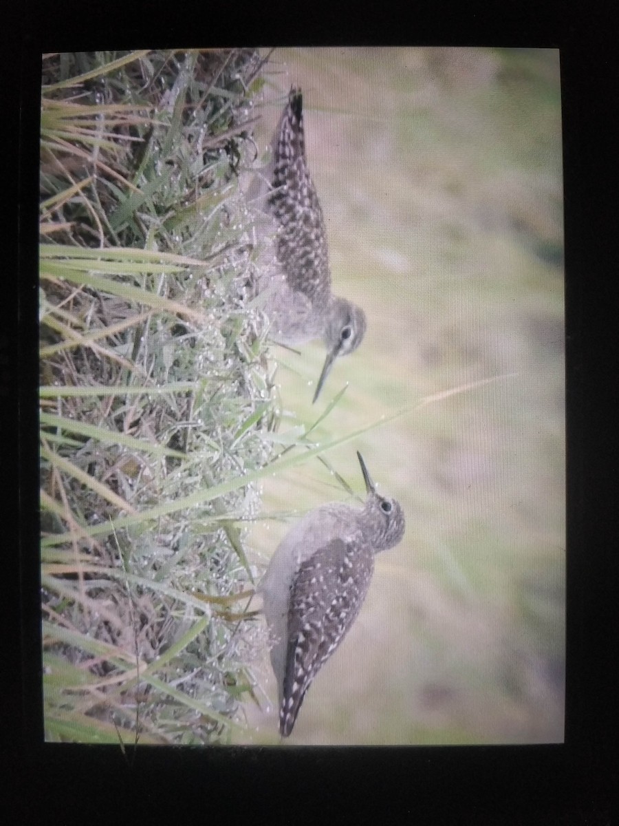 Wood Sandpiper - ML409794731