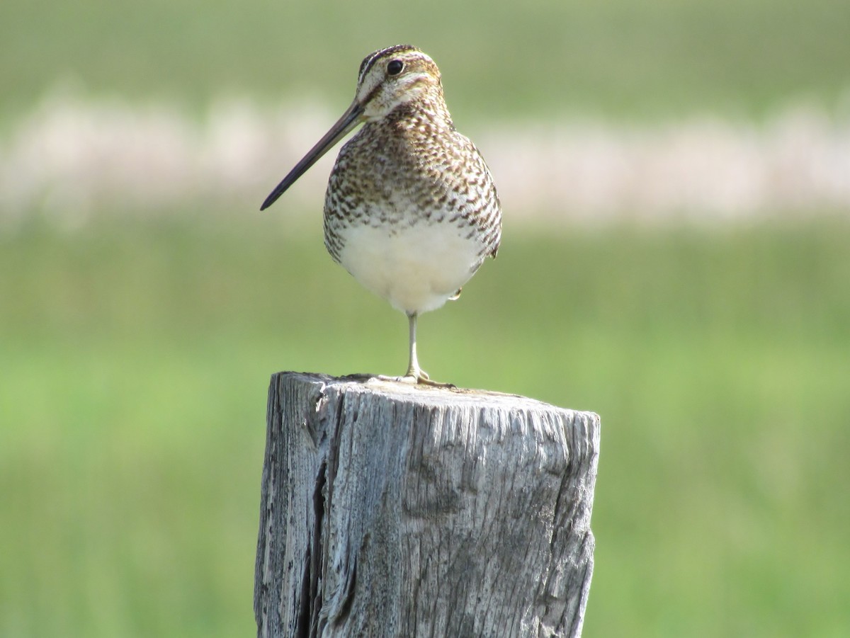 Wilson's Snipe - Joe Baldwin