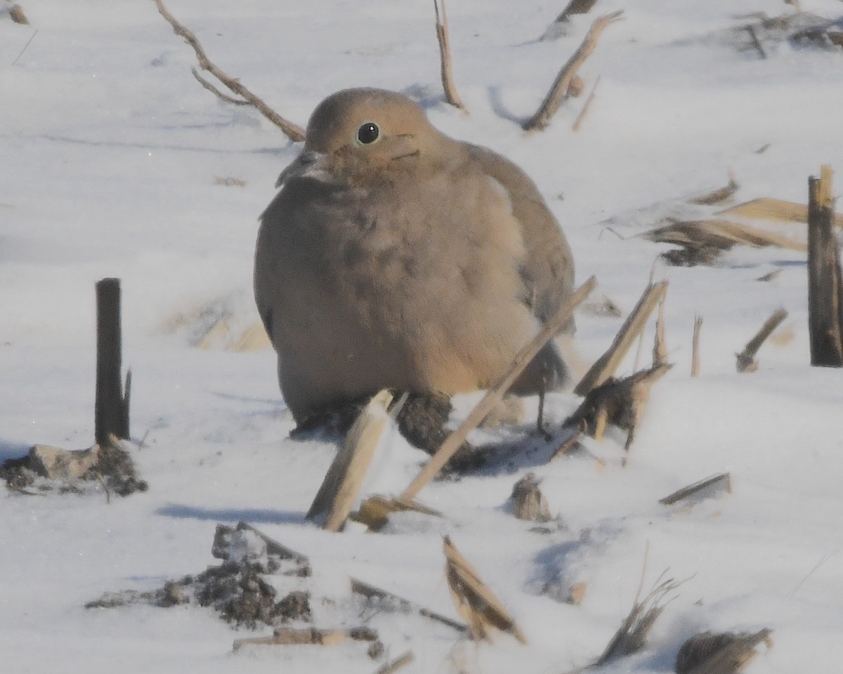 Mourning Dove - Ted Wolff