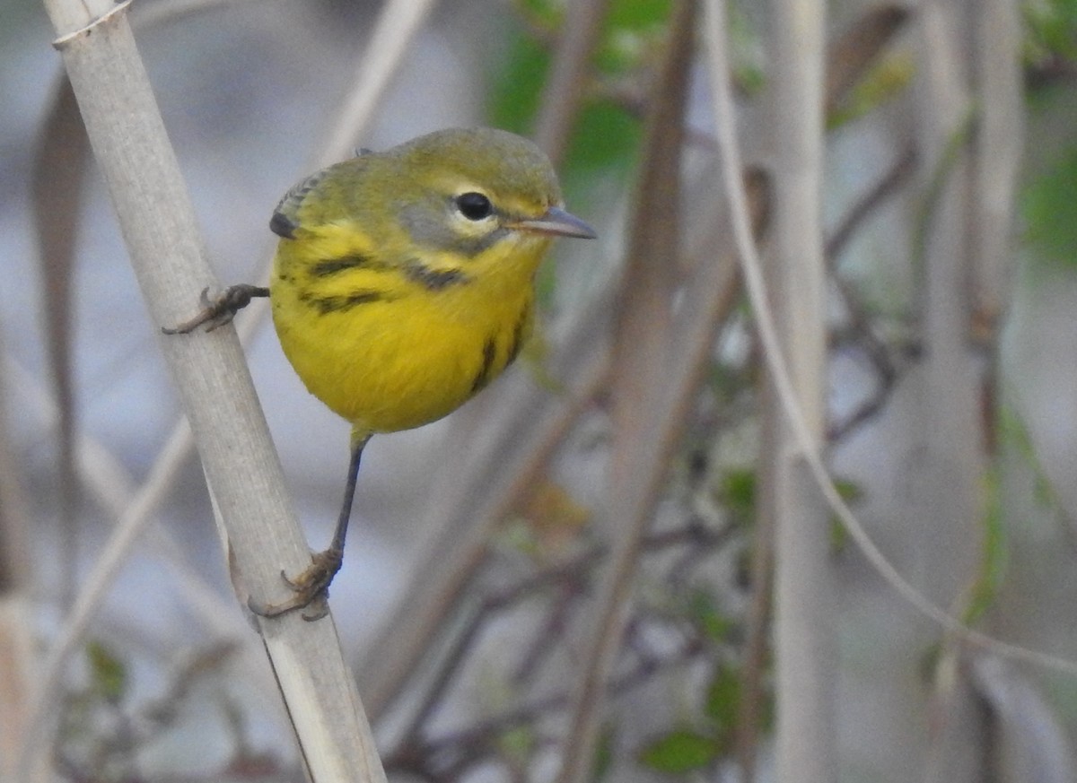 Prairie Warbler - ML409795401